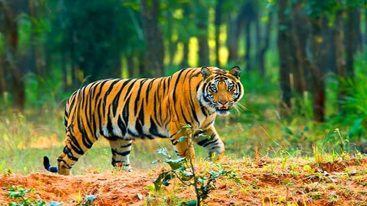Tiger সুন্দরবন তথ্য সেবা